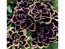 115 ������� Mystikal Midnight Gold