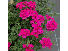 14 ������� Lanai Neon Rose