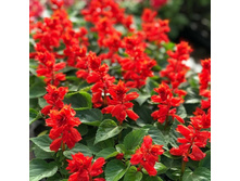 36 ������� ����� ����� ���