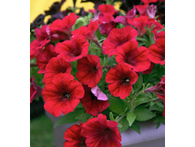 27 ������� ����������� ����������� ���