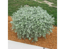 36 ���������� Silver