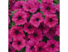 88 ������� Fanfare Royal Purple