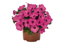 122 ������� Sweetunia Pinkalicious