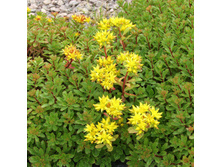 ������ ����������� GOLDEN YELLOW.jpg