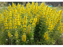 ��������� ��������.jpg