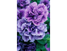 12 ������� TUMBELINA Priscilla Pro