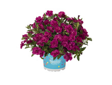 121 ���������� Aloha Double Purple