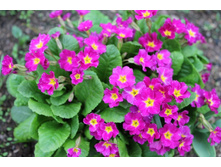 ������� ��������.jpg