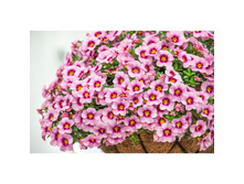 123 ���������� Bloomtastic Rose Quartz