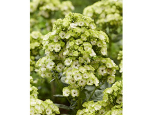 ����� ����������� ����� ����.jpg