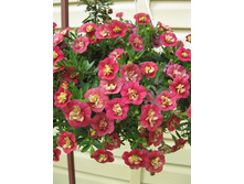 127 ���������� Dragon Fruit