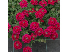 18 ������� Lascar Burgundy