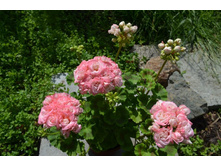 Fischer Appleblossom