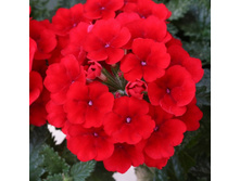 11 ������� Empress Sun Red