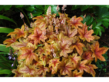 ���������� ����� ������.jpg