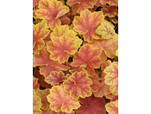 ������� TIRAMISU ��������3.jpg