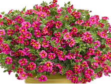 39 ���������� Superbells Cherry Star