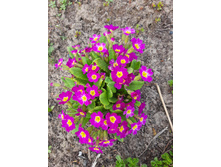 ������� ������������.jpg