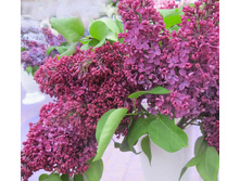 ������ ���� �����.jpg