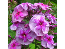 ����� ����������� �����.jpg