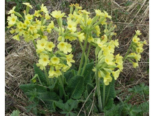 ������� ������� ������.jpg