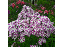 ����� ����������� �������� 1.jpg