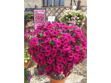 93 ������� Fanfare Rose