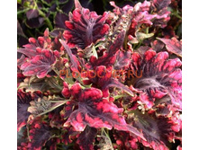 96 Tabasco(�������)