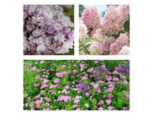 ������ ��������.jpg