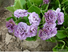 ������� ������� XAVER �������.jpg