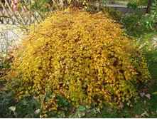 ����������� ����������������� CRISPA.jpg