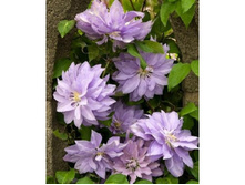 �������� ��������������� ������ ������� ����� MRS. SPENCER CASTLE.jpg