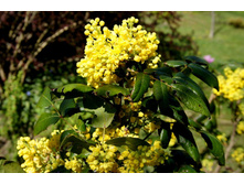 ������� �������������.jpg