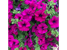 60 ������� Surfini� Gi�n� �ur�l�