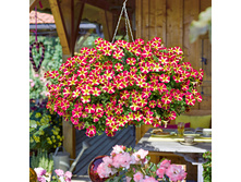 76 ������� Amore Queen of Hearts