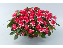 58 ��������� ������� Musica Bicolor Cherry