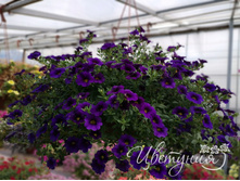 56. ���������� calita dark blue