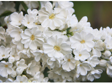 ������ ROCHESTER ��������.jpg