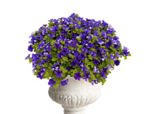 50 ������� Surfinia Giant Blue