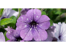 9 ������� Lavander Sky