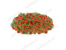 36 ���������� Colibri Orange