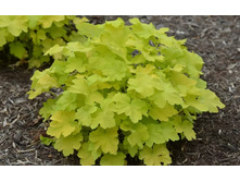 ������� ���������� ������.jpg