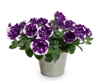 19 ������� AlpeTunia Glacier Sky