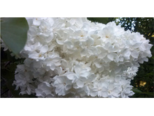 ������ Jeanne d'Arc ����� ����.jpg