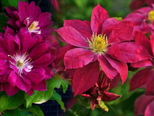 �������� ��������������� ��� ���� RED STAR.jpg