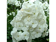 ����� ����������� White Admiral ���� �������.jpg