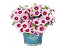 7. ���������� Aloha Nani Tiki Pink