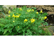 �������� �����.jpg