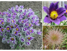 �������� ������������ BELLS VIOLET.jpg