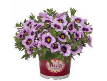 51. ���������� Hula Lavender